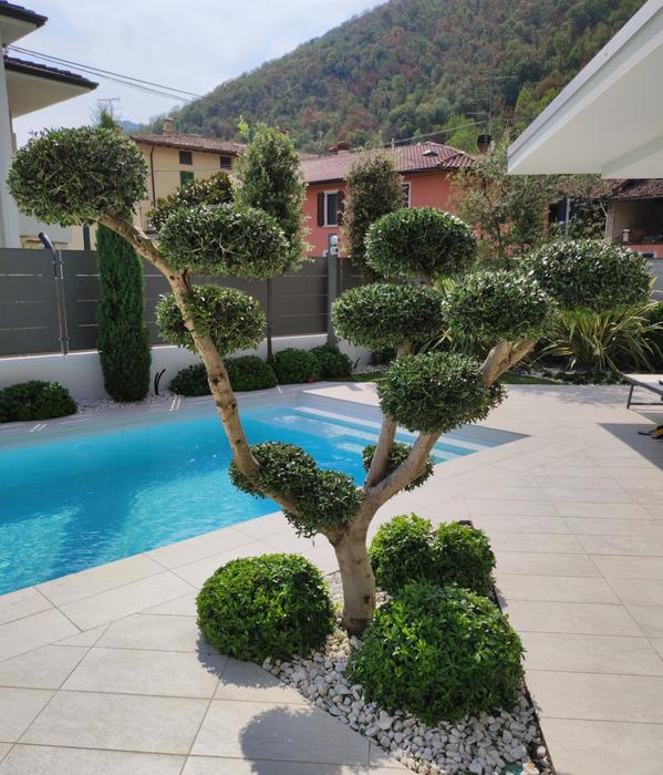 Giardino con piscina e siepi potate professionalmente