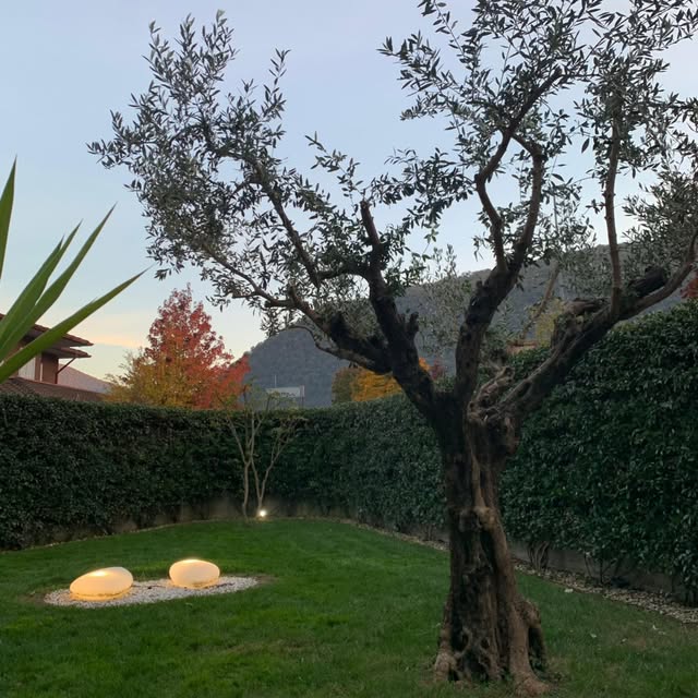 Spazio verde rigoglioso dopo intervento di giardinaggio